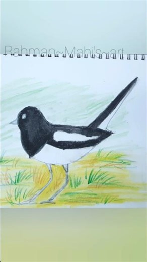 Easy Magpie Bird Drawing step by step #trending #art #youtubeshorts #viralvideo #magpies #birds