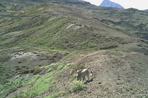 An early sign of summer will soon appear across the high mountains of Asia…snow leopard cubs! Cameras in India caught this rare glimpse of a snow leopard mom carrying her young cub last July, possibly relocating to a new den site. Cubs this young are still reliant on their mothers and would not be ready to make a long journey on their own paws yet (anyone who’s tried directing a human cub on a long walk can sympathize!). You can help make these adorable surprises a more common sight by supportin