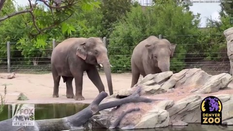 Endangered elephant debuts at local zoo to support species