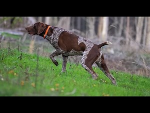Quail in the Cutover! | German Shorthaired Pointer Running Bobwhite Quail Through the Fallen Trees
