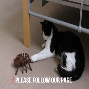 11K views · 117 reactions | Spider vs Cat | Watch how Cat reacted in the end | Pets Here. | Facebook