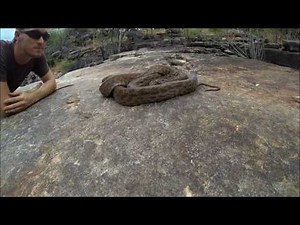 On set with a Morelia Oenpelliensis