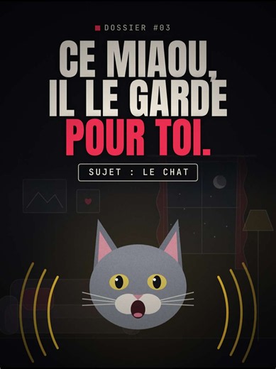 Ton chat te miaule dessus : pourquoi il vocalise et comment y répondre