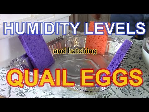 HUMIDITY AND HATCHING QUAIL EGGS - The role humidity plays when incubating and hatching quail eggs.