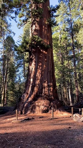 It’s going to be a lovely weekend! The rain and snow is all gone (for now) and the sunshine is back! Come hang out with the Sentinel giant sequoia, walk by the Stump on the North Grove trail, have a picnic, check out the meadow, and drive down the Parkway Road to say hello to the Stanislaus River and Beaver Creek. In whatever order you like, of course! As much as we love precipitation, it’s nice to have the sun back ☀️ | Calaveras Big Trees State Park