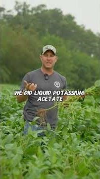 Non-GMO soybeans in northeast Iowa are finishing strong. 🌱