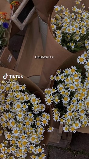 Daisy Flower Aesthetic - Images, Quotes, and More
