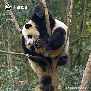 5.7K views · 1.5K reactions | Ah oh, the tree is gonna fall. It seems that this weak tree cannot stand the weight of two pandas. #HiPanda #PandaTime #CCRCGP For more panda information, please check out: https://en.ipanda.com | iPanda | Facebook
