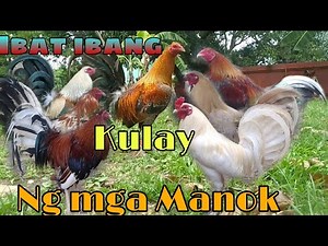IBa't ibang kulay ng Manok Panabong #Borrefam #Johnriot #japersniper