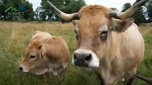 🇫🇷 Les Visites du Sommet Retrouvez la visite complète de la race Aubrac sur la chaîne YouTube du Sommet de l'Elevage et posez vos questions par Chat à l'éleveur et au technicien de la race le mardi 5 octobre 2021 de 17h00 à 17h45👇 www.youtube.com/c/SommetElevage 🇬🇧 Virtual Farm Tours Watch the Aubrac breed virtual farm visit on the Sommet's Youtube Channel. Any questions for the farmer(s) or their advisor ? Use Chat to ask your questions between 17.00 and 17.45 on Tuesday 5th October 2021 �