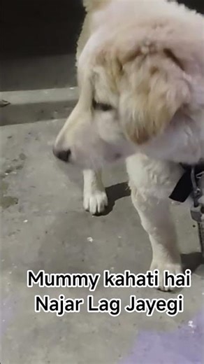 # Itna Pyara hun Kya Main#dog 🐩🐕😜😜