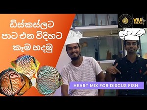 DIY Discus Fish Food