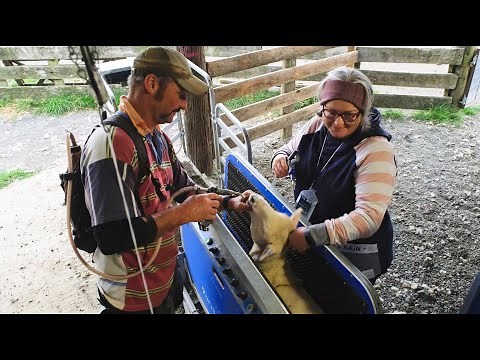 Taking The Work Out Of Sheep Handling | Matt McKelvie discusses his Racewell Sheep Handler