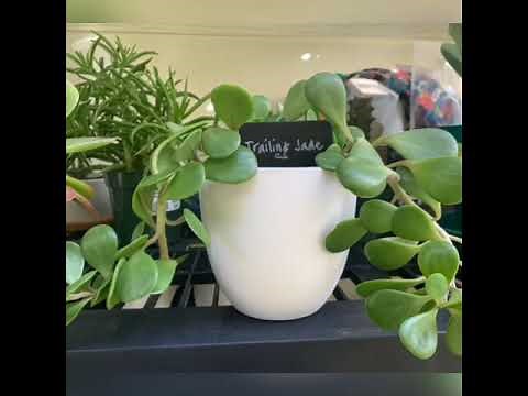 HOW DO YOU CARE FOR TRAILING JADE?