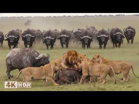 Furious Cape Buffalo | When Lions Turn into Prey | WILDLIFE DOCUMENTARY