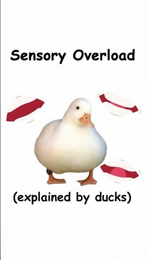 Sensory overload (explained by ducks)