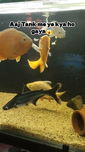 ❤️‍🔥#oscar #shorts #kurlaFishMarket #mumbai #aquarium #fishkeeping #fishshorts #viral #trending #og
