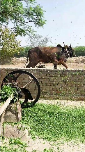 Unbelievable Full High Speed Bull Operated on Old Gear Toka Machine #Cow #shorts