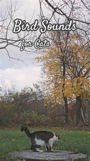 🐦 BIRD SONG SOUNDS for Cats - Nature ASMR 🐈🍂 #catvideo #birdsounds #catlovers