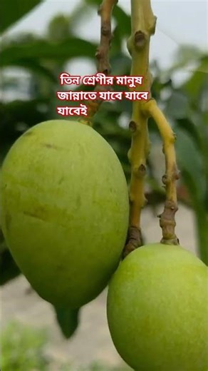 Three classes of people will go to heaven#islamicvideo #shortsfeed #virelvideo #hadit #houtube#fyp