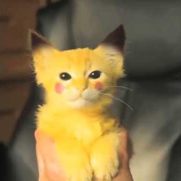 Real Life Pikachu Kitty! - Awesome Vines!
