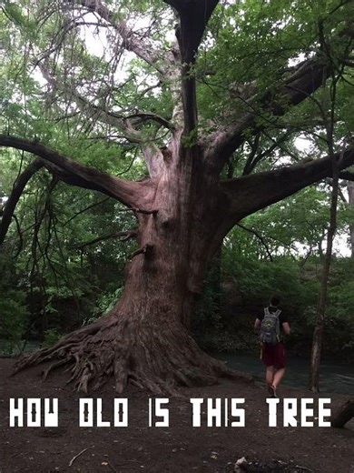 Bald Cypress Tree - Ancient GIANT discovered in Texas by BBJSTUDIOS #texashistory