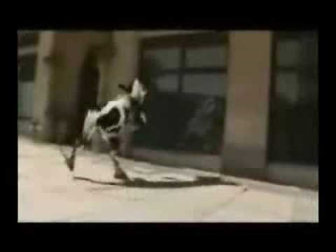 mucca carolina