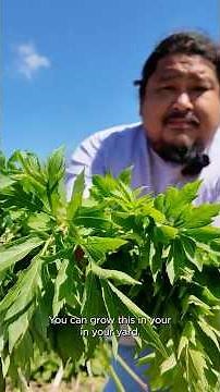 Foraging sochan in Mni Sóta Makoce #foraging #indigenousknowledge #cherokee #sochan