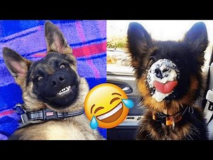 German Shepherd — Funny And Adorable Videos And Tik Toks Compilation