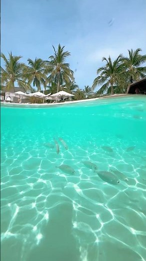 OZEN RESERVE BOLIFUSHI Maldives Resort with House Reef #maldives #snorkeling #beachdestination