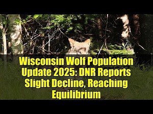 Wisconsin Wolf Population Update 2025: DNR Reports Slight Decline, Reaching Equilibrium