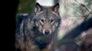Video captures killing of one of the first wolves in Denmark in more than 200 years