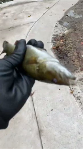 Don’t bass me nothing I