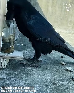 41K views · 1.3K reactions | clever crow | JolDanga | Facebook