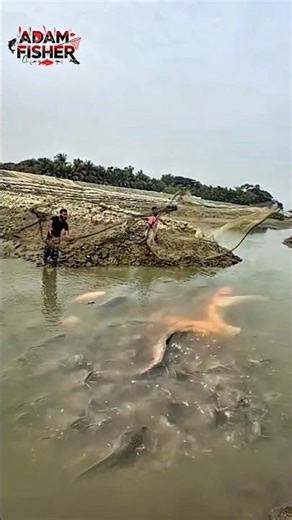 Two Fishermen Battle Nets! Who Catches the Most Giant Catfish?! #short #fish #fishing #trending