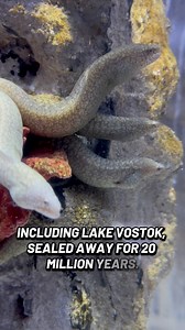 Terrifying Creatures Living Beneath Antarctica Ice Shown for the First Time #igorkryan #icewall #antarcticasecrets #antarcticacreatures #beyondicewall | Creator’s Riddle: Darwin vs. God