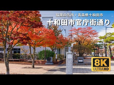【8K ULTRA HD】青森県の紅葉名所 - 青森県十和田市 十和田市官庁街通り 日本の道100選