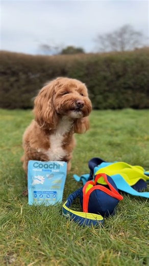 "Trying out some goodies from the Coachi range 😍🐶🐾 Biscuit was so excited to receive this delivery from Company of Animals! She is obsessed with the training treats and we had so much fun trying out their new training toys! 😍 Be sure to check them out online if you’re looking for the perfect addition to your training sessions!" Thanks for sharing @biscuit.cockapoo_ 🎥 #Coachi #CoachiTreats | Company of Animals