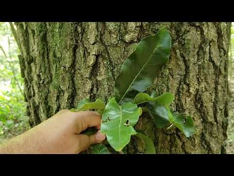 ID That Tree: Shingle Oak
