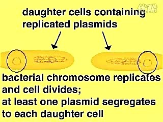 [分子生物学]实验技术:Plasmid_Cloning