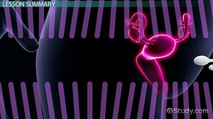 Female Reproductive System: Structures & Functions