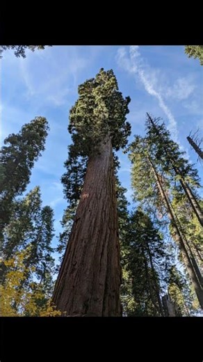 This Forest Makes You Feel Small… Sequoia National Park #facts #wildlifeentertainment #earthwonders