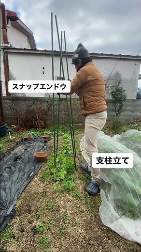 スナップエンドウの支柱立て#家庭菜園 #畑 #農作業 #スナップエンドウ #野菜 #土 #土づくり #農業 #庭 #楽しみ