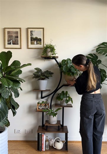 Setting Up a Plant Shelf with Pilea and Peperomia