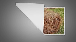 Using Pine Straw For Dog Bedding: Learn Benefits & Drawbacks