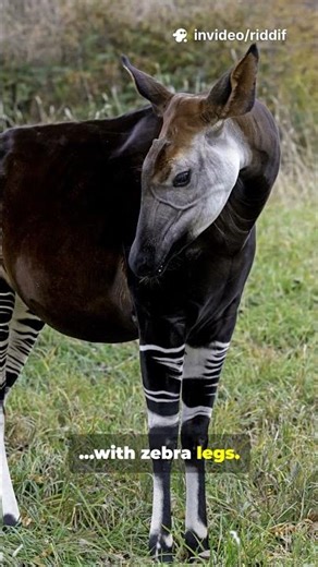 Okapi – The Strange Animal That Looks Half Zebra #facts #didyouknow