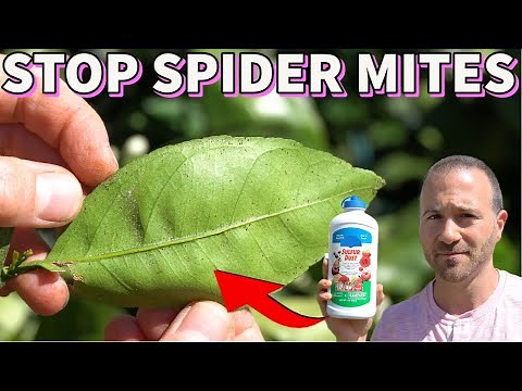 Eliminate SPIDER MITES Quickly With This Magic Dust!
