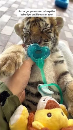 Why Small Cub Care Are More Important Than You Think#tiger
