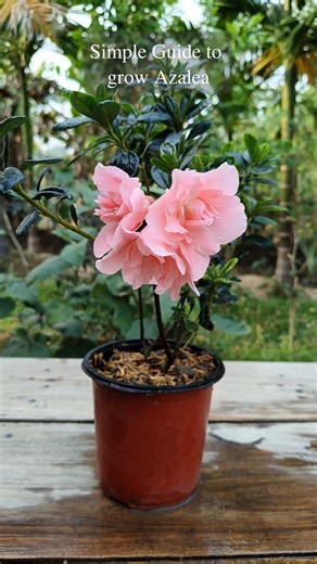 Simple Guide to grow Azaleas 🌱 #plants #gardening | Gardening Ideas