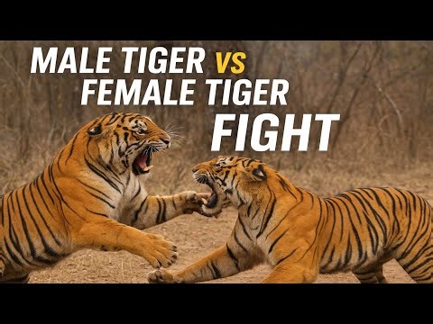 Male Tiger vs Female Tiger – Real Fight Caught on Camera!